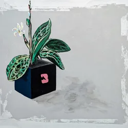 Boombox [7th Edition] - Lightning Jewel Orchid by Veronica Diament